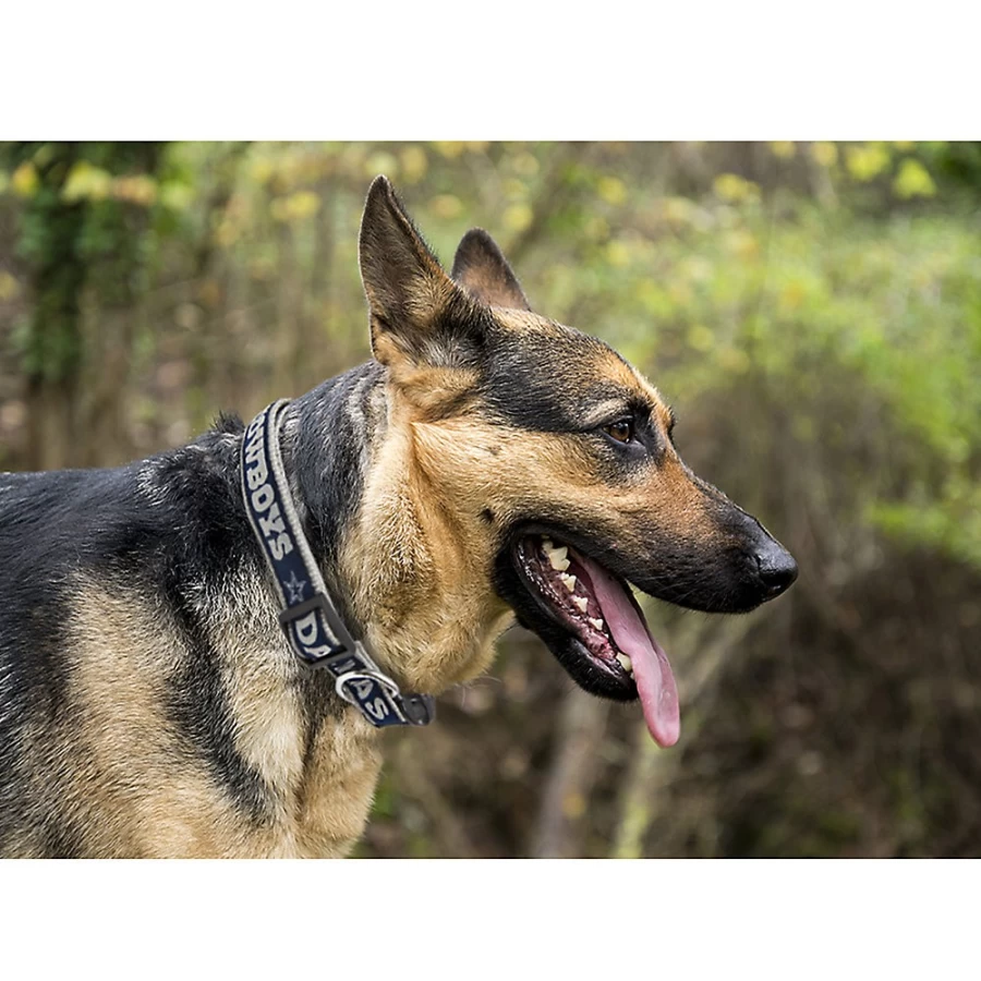 PetSmart Dallas Cowboys NFL Officially Licensed Dog Collar for Football Fans