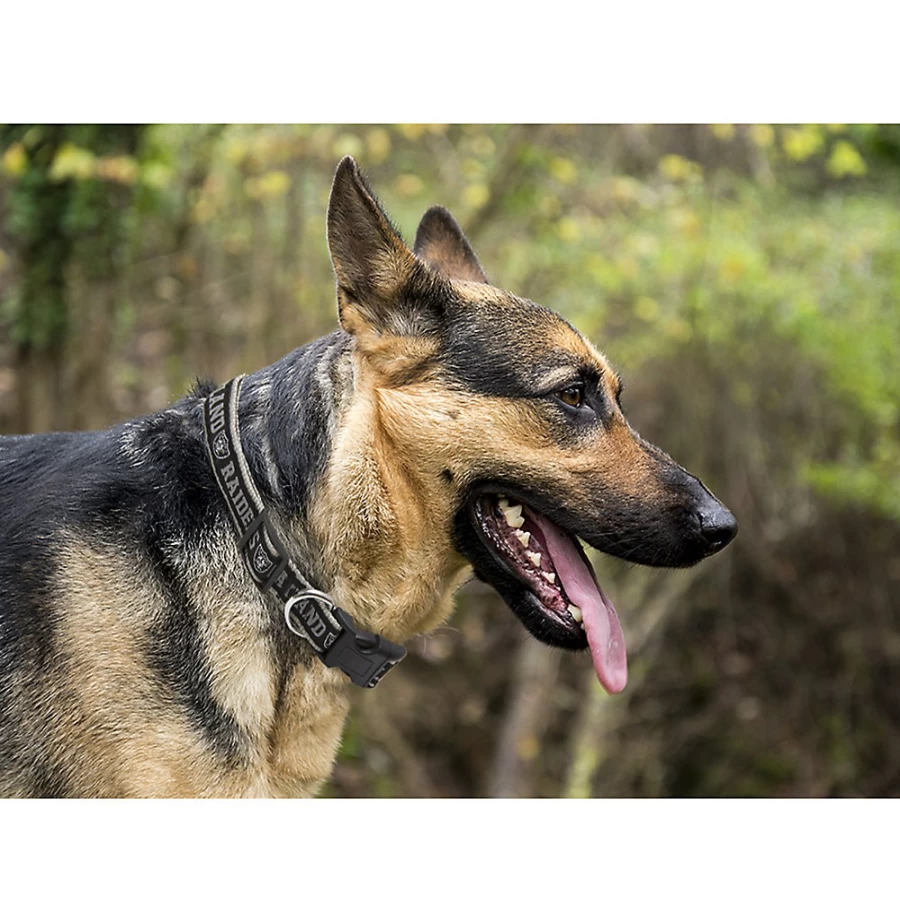 PetSmart Las Vegas Raiders NFL Dog Collar for Pets - Officially Licensed Team Design