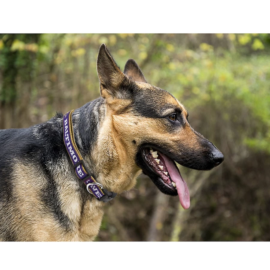 "Baltimore Ravens NFL Officially Licensed Dog Collar – PetSmart Team Collection"