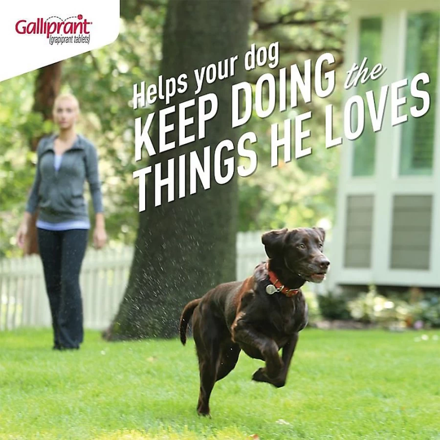 PetSmart Galliprant 20mg Chewable Tablets for Dogs - Pain Relief for Osteoarthritis